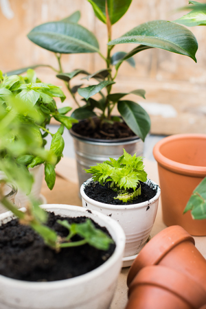 potted plants